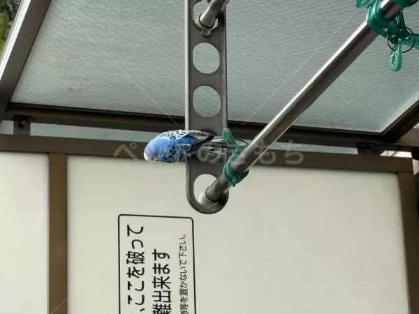 コメントの画像