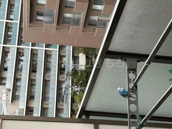 コメントの画像