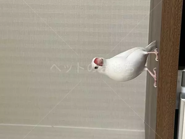 迷子鳥の画像