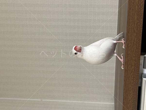 迷子鳥の画像