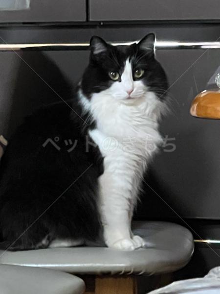 迷子猫の画像