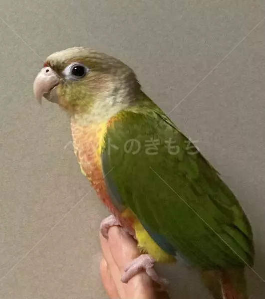 迷子鳥の画像