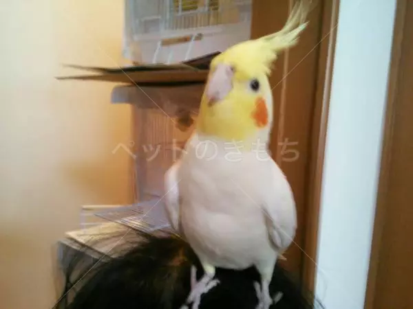 迷子鳥の画像
