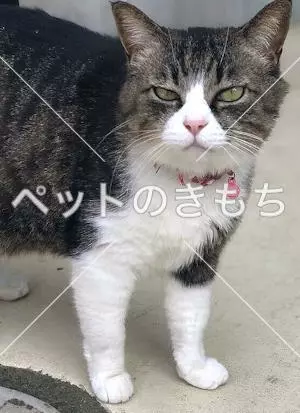 迷子猫の画像