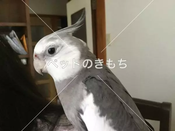 迷子鳥の画像