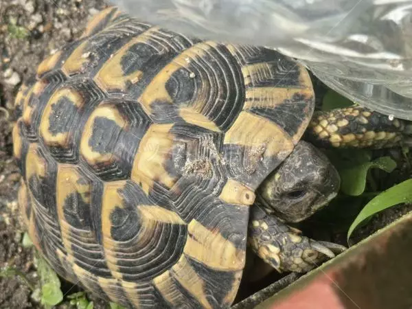 迷子ペットの画像