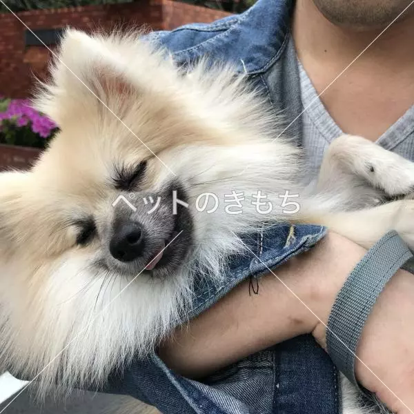 コメント投稿の画像