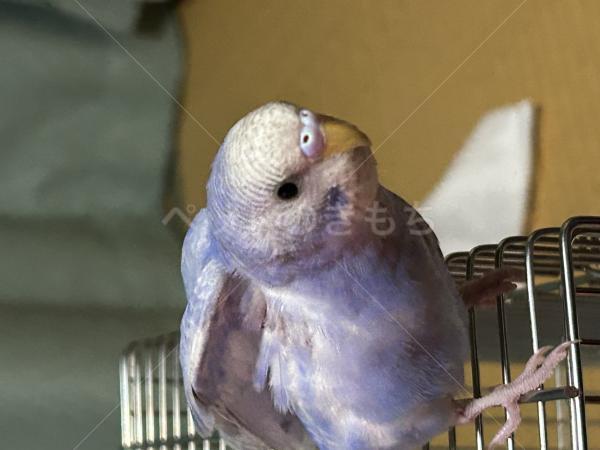 迷子鳥の画像