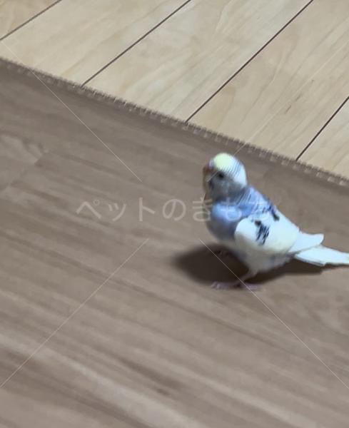 迷子鳥の画像