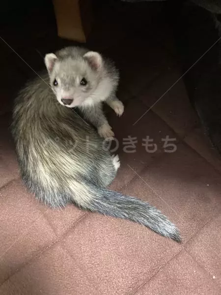 迷子ペットの画像