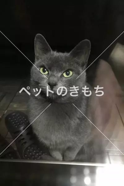 コメント投稿の画像