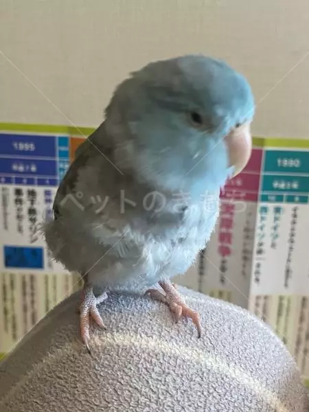 迷子鳥の画像