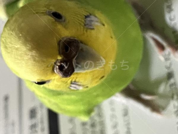 迷子鳥の画像