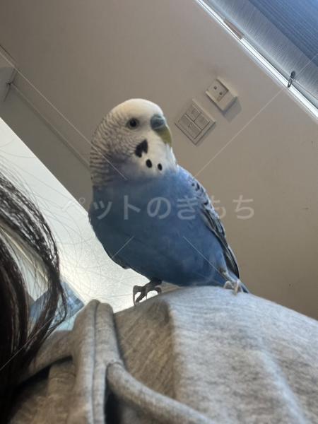 迷子鳥の画像