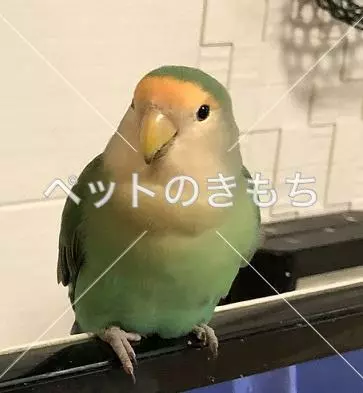 迷子鳥の画像
