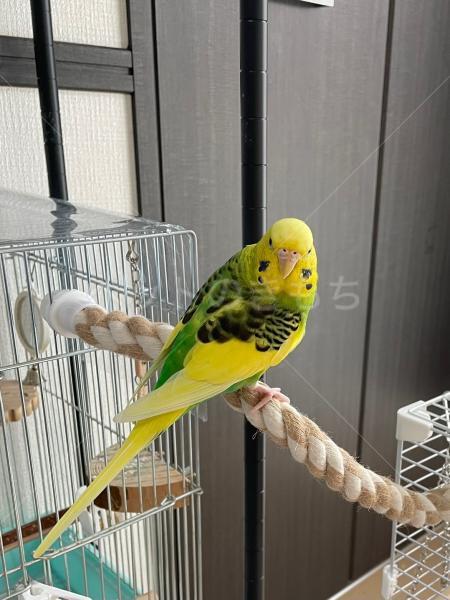 迷子鳥の画像