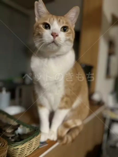 迷子猫の画像