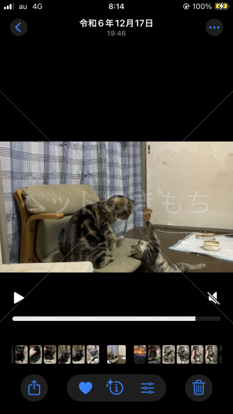 迷子猫の画像