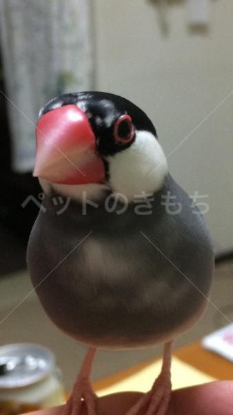 迷子鳥の画像