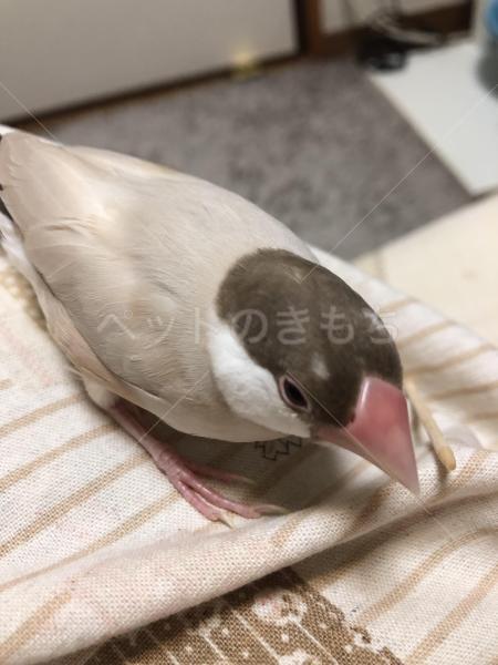 迷子鳥の画像