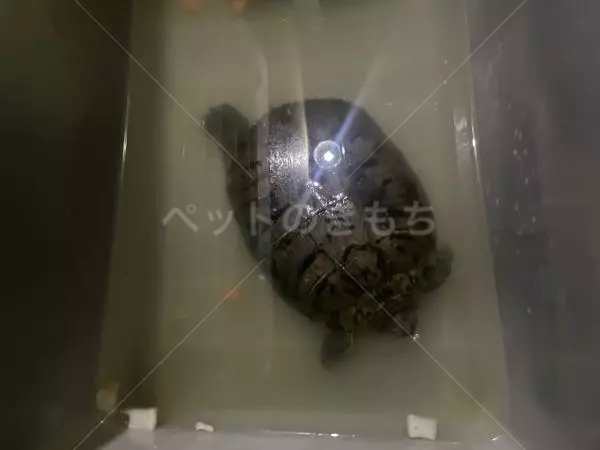 保護ペットの画像