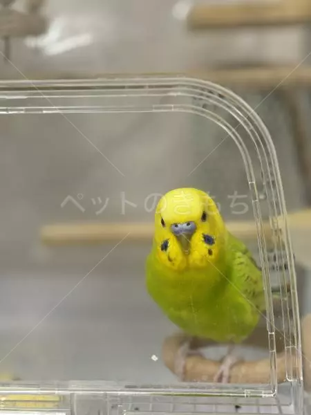 迷子鳥の画像