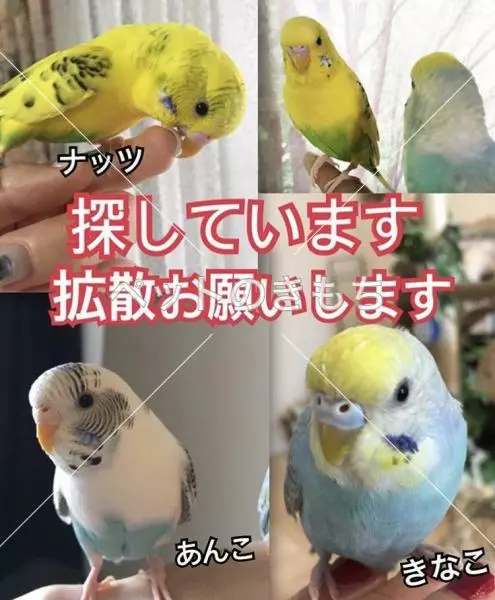 迷子鳥の画像