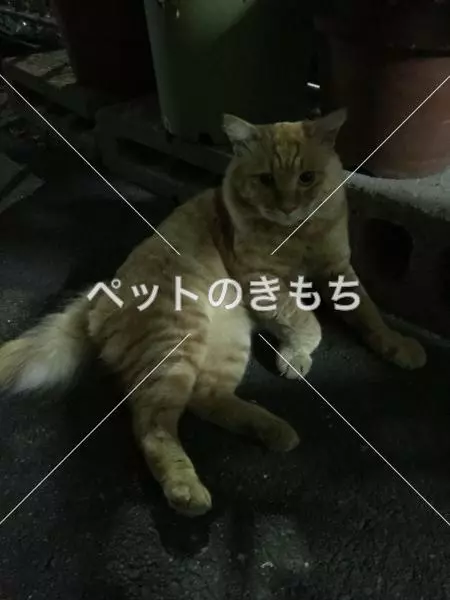 迷子猫の画像