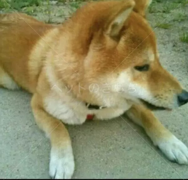迷子犬の画像
