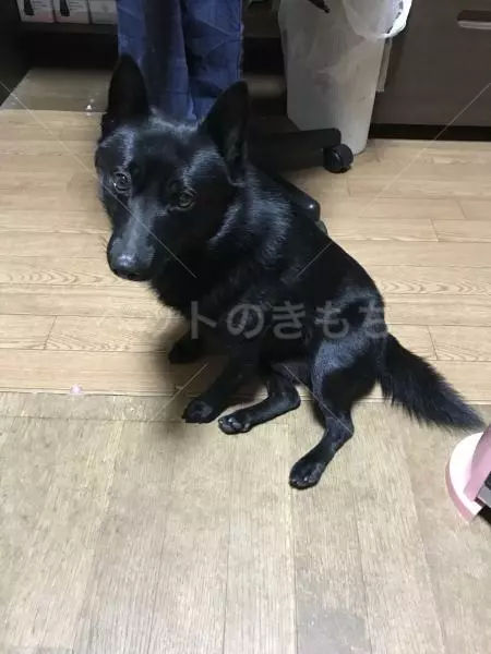迷子犬の画像