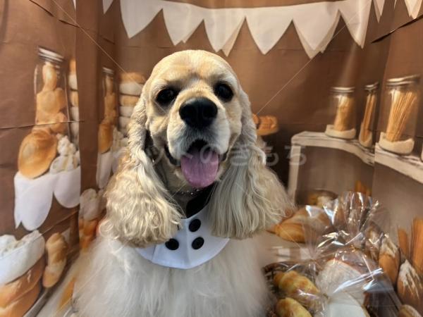 迷子犬の画像