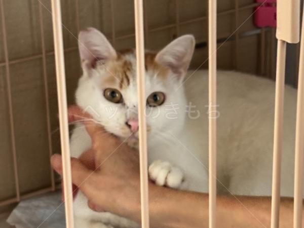 迷子猫の画像
