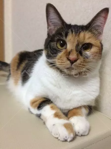 迷子猫の画像