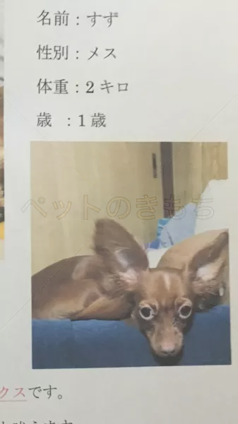 迷子犬の画像