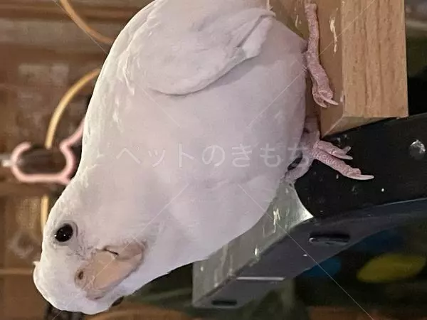 迷子鳥の画像