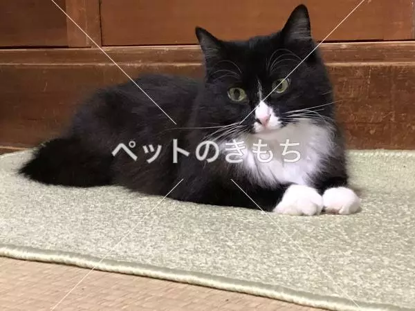 迷子猫の画像