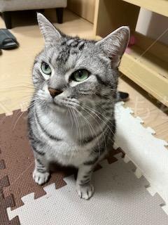 迷子猫の画像