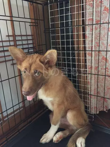 コメント投稿の画像