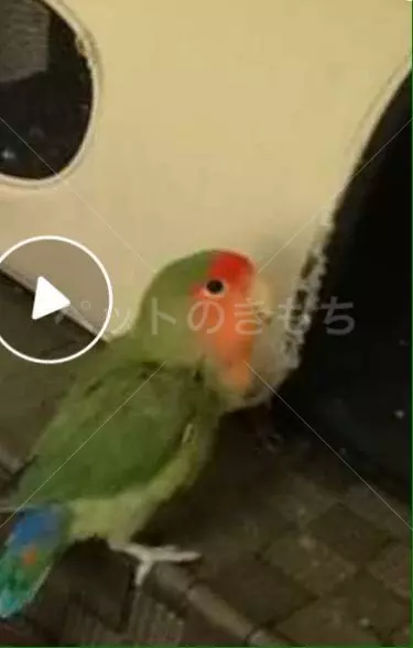 保護鳥の画像