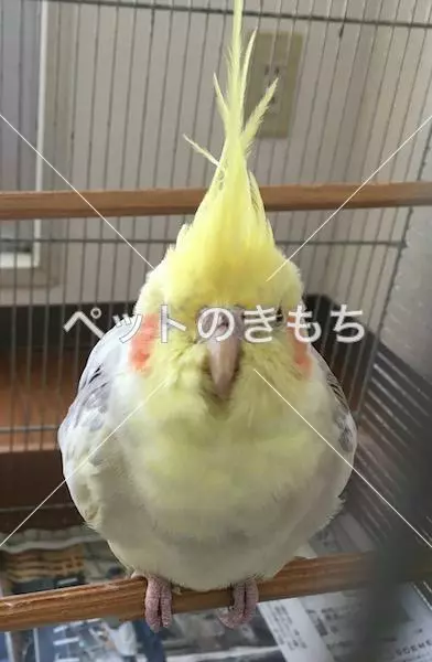 保護鳥の画像