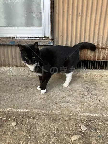 コメントの画像