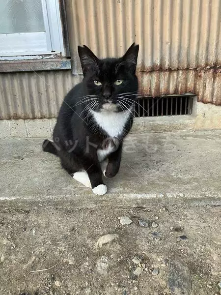 コメントの画像