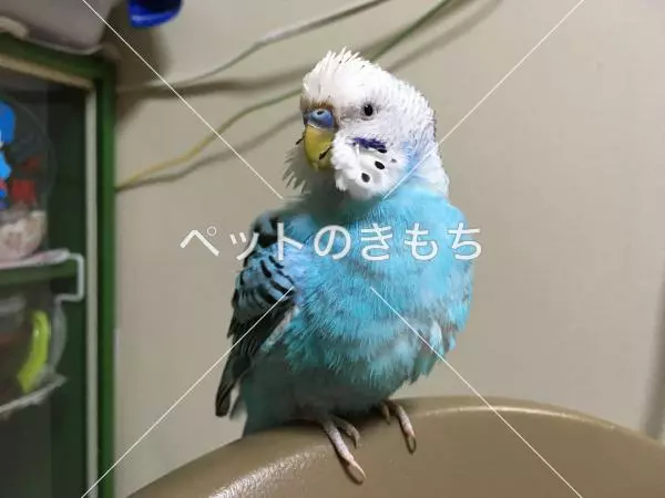 迷子鳥の画像