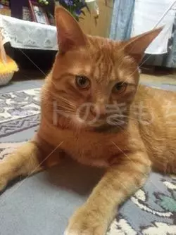 迷子猫の画像