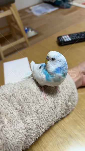 迷子鳥の画像
