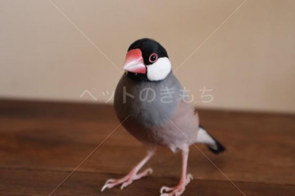 迷子鳥の画像