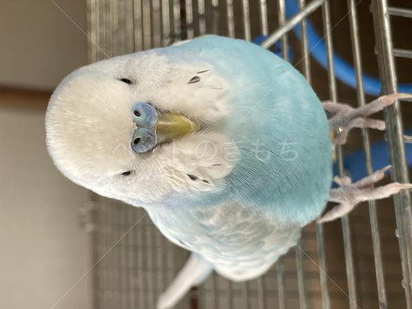迷子鳥の画像