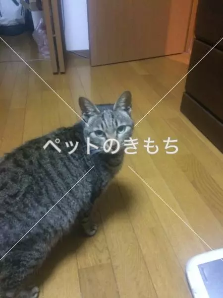迷子猫の画像