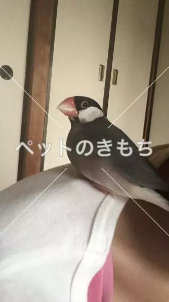迷子鳥の画像