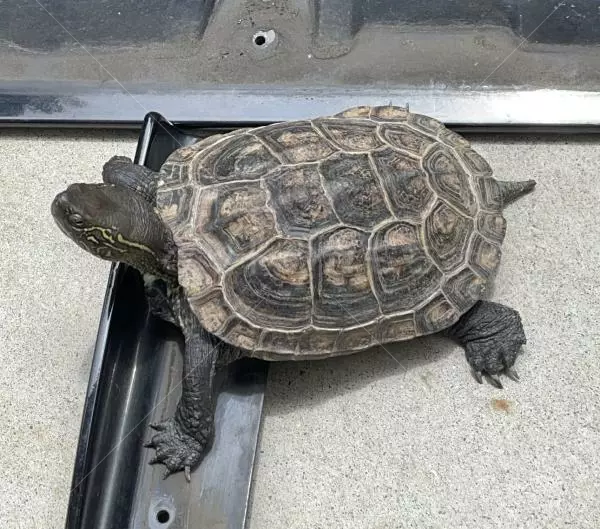 迷子ペットの画像